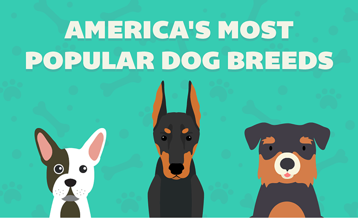 America's Most Popular Dog Breeds