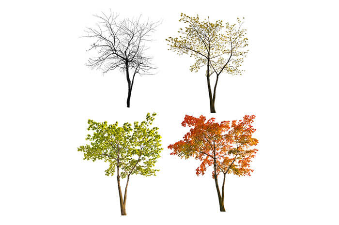 season trees